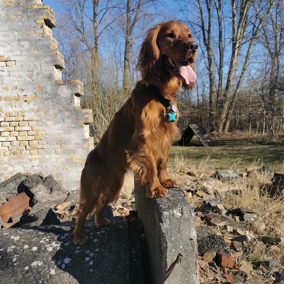 Field Trial Cockerspaniel Kapow  29 juni 2020 - Marts 2022 billede 34