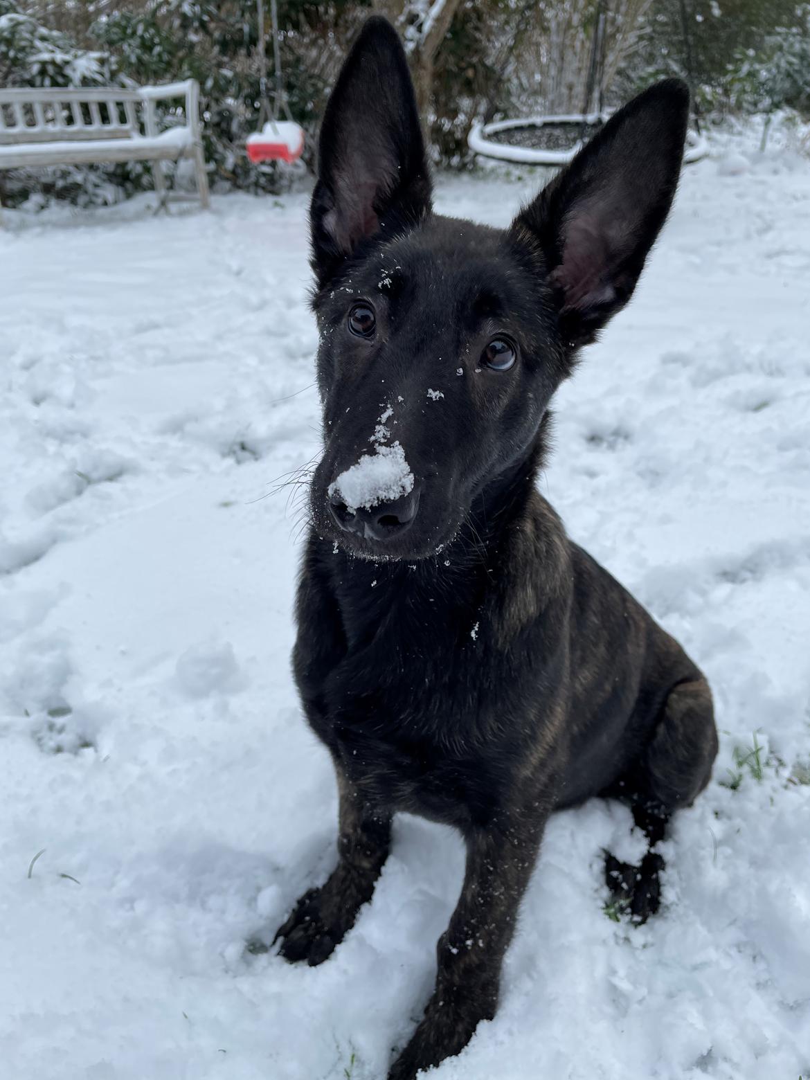 Hollandsk hyrdehund United Dutch Saga  billede 1