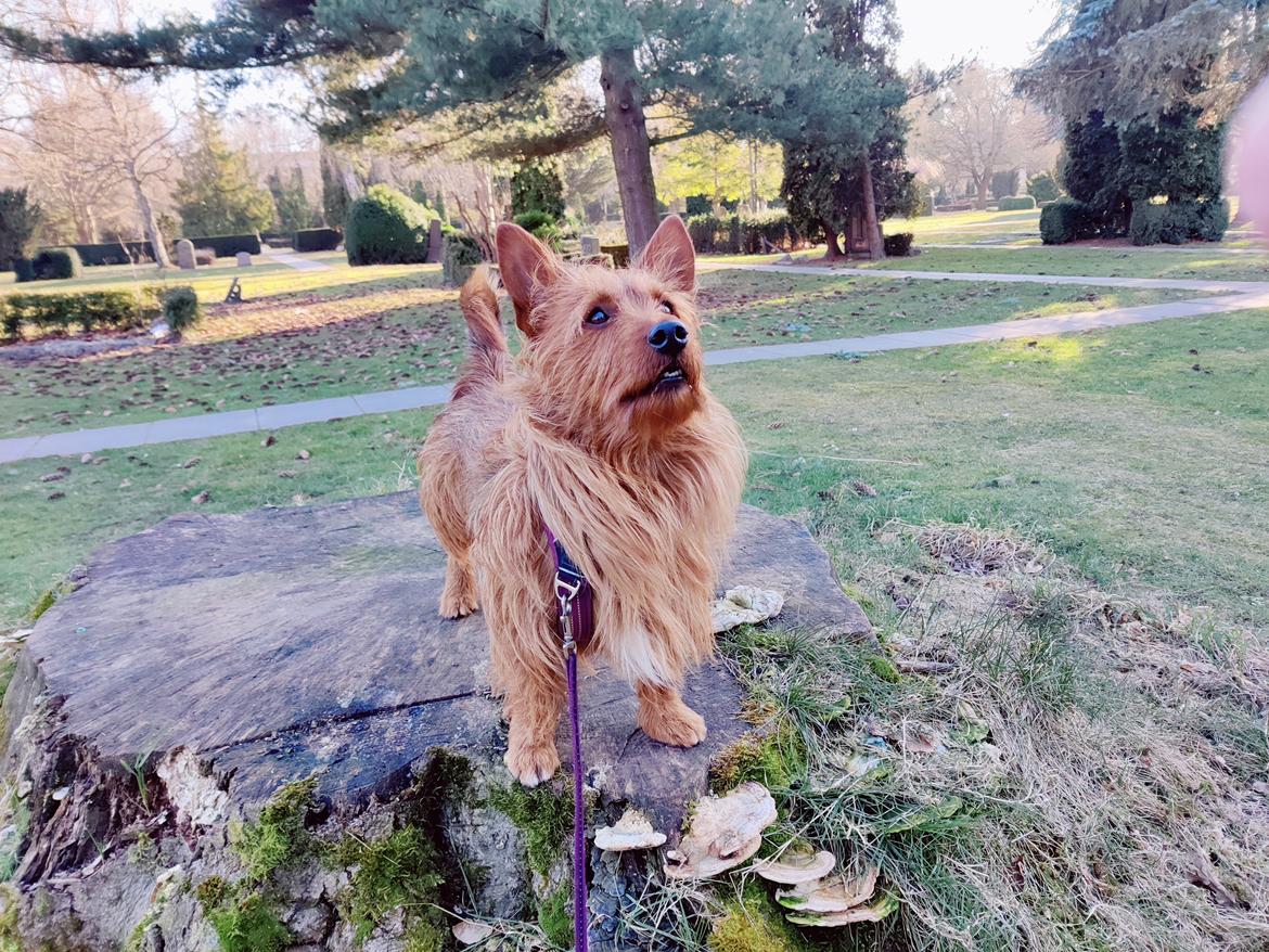 Australsk terrier Eddie  billede 19