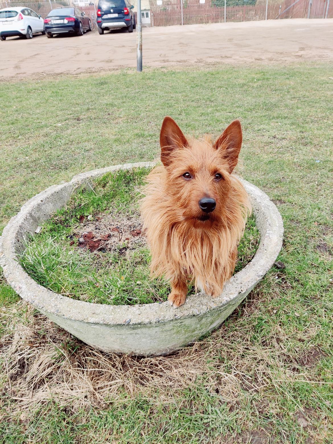 Australsk terrier Eddie  billede 20