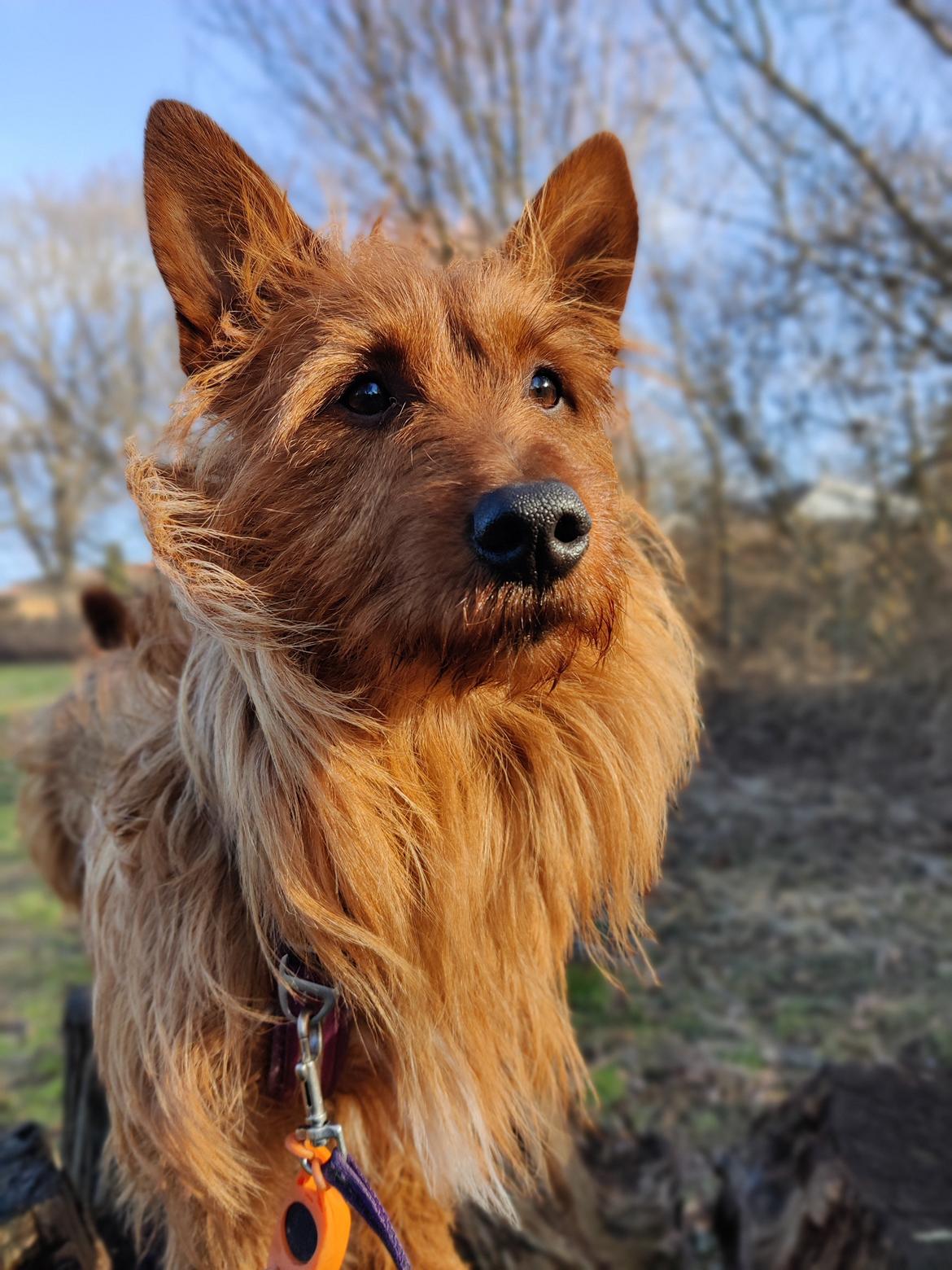 Australsk terrier Eddie  billede 22