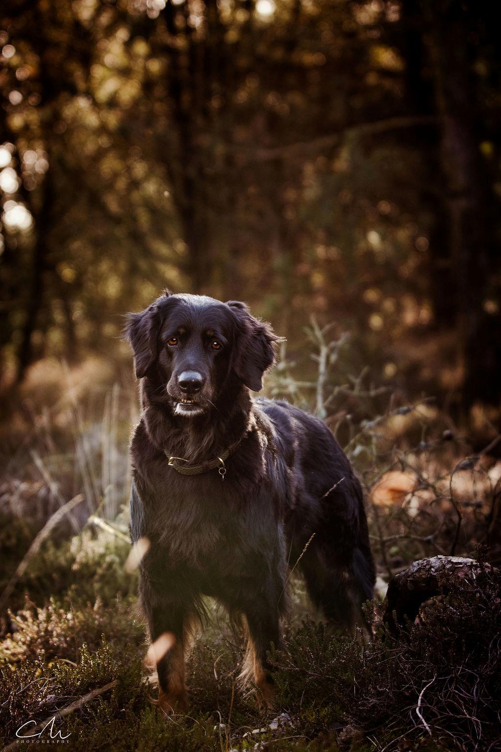 Hovawart Juno billede 25