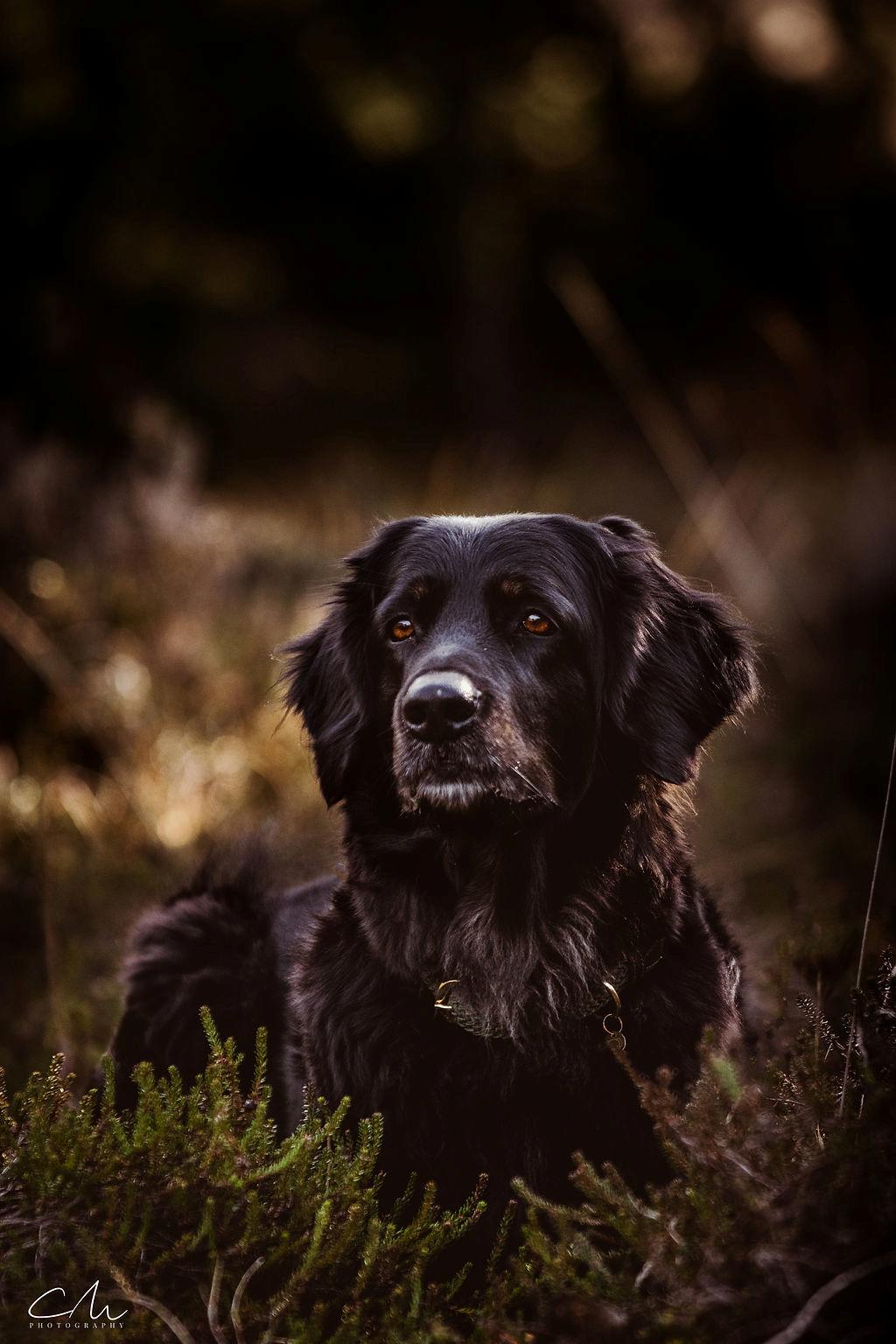 Hovawart Juno billede 18