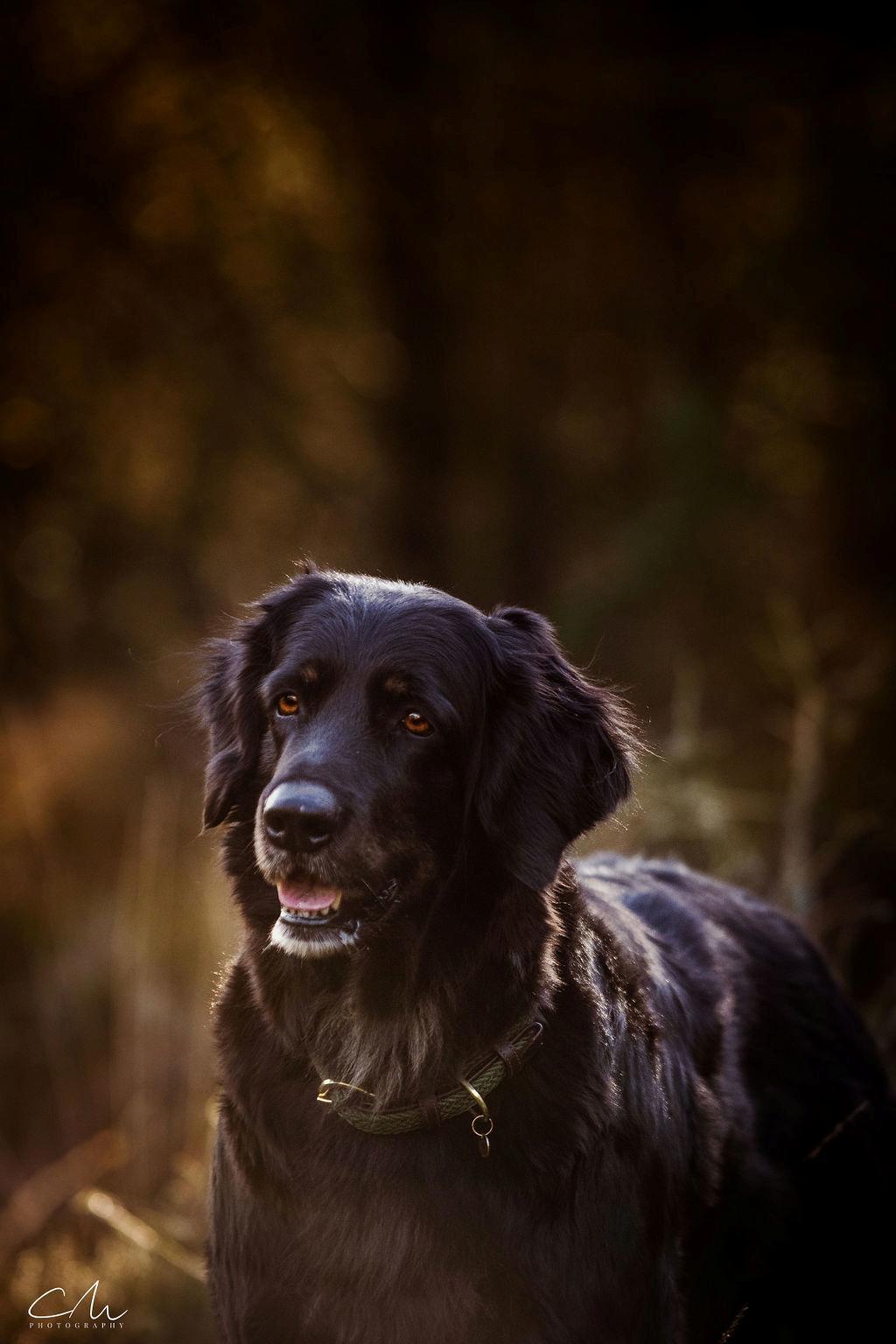 Hovawart Juno billede 28