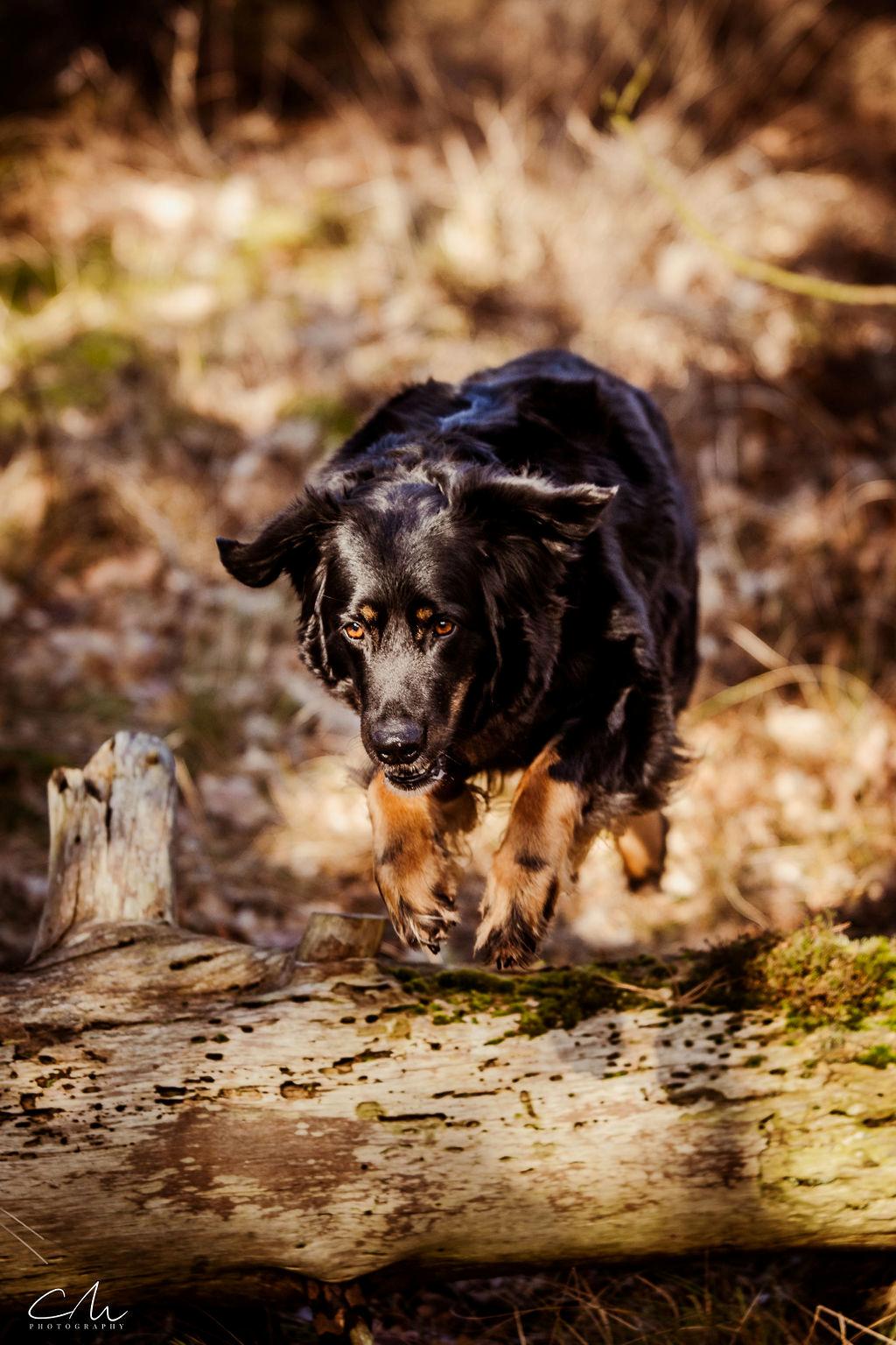 Hovawart Juno billede 31