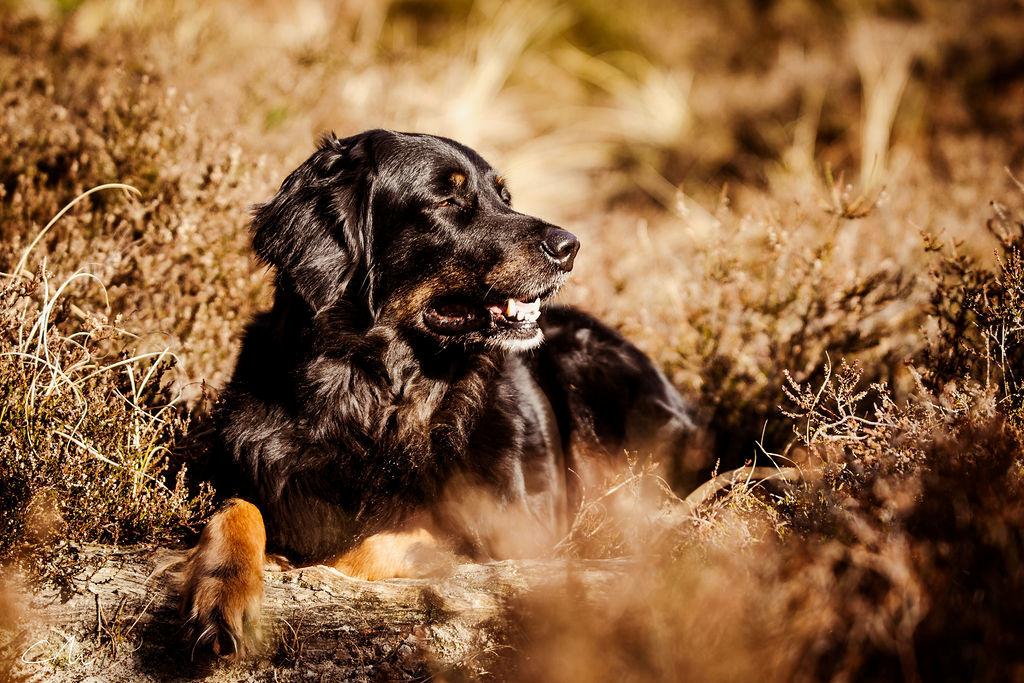 Hovawart Juno billede 27