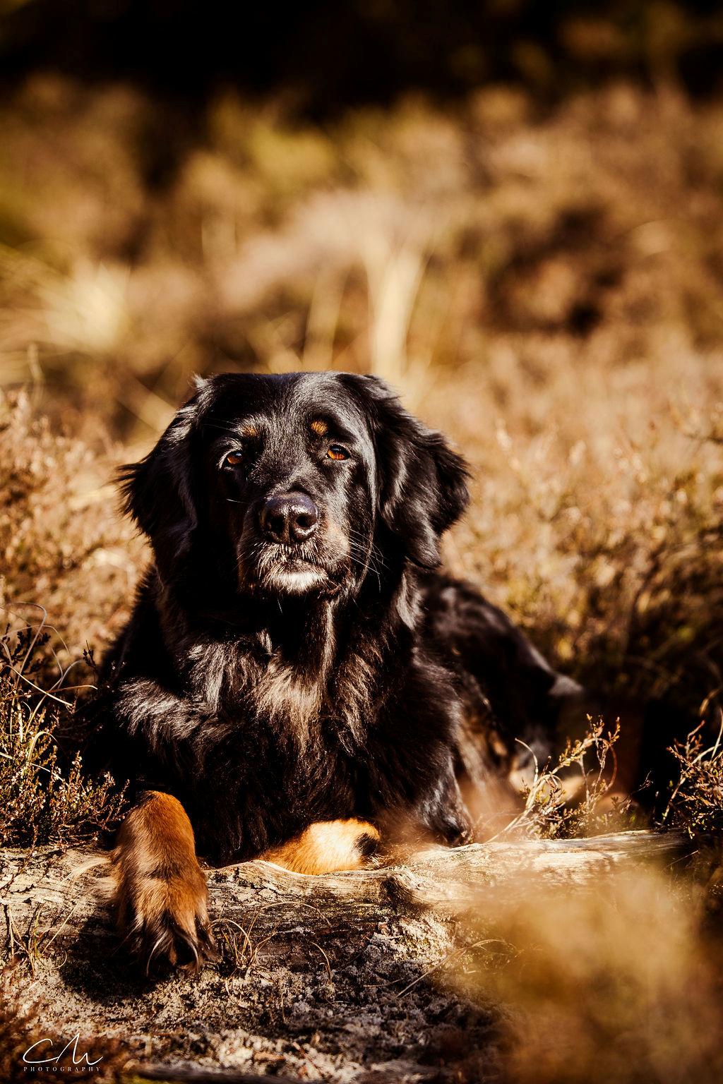 Hovawart Juno billede 24