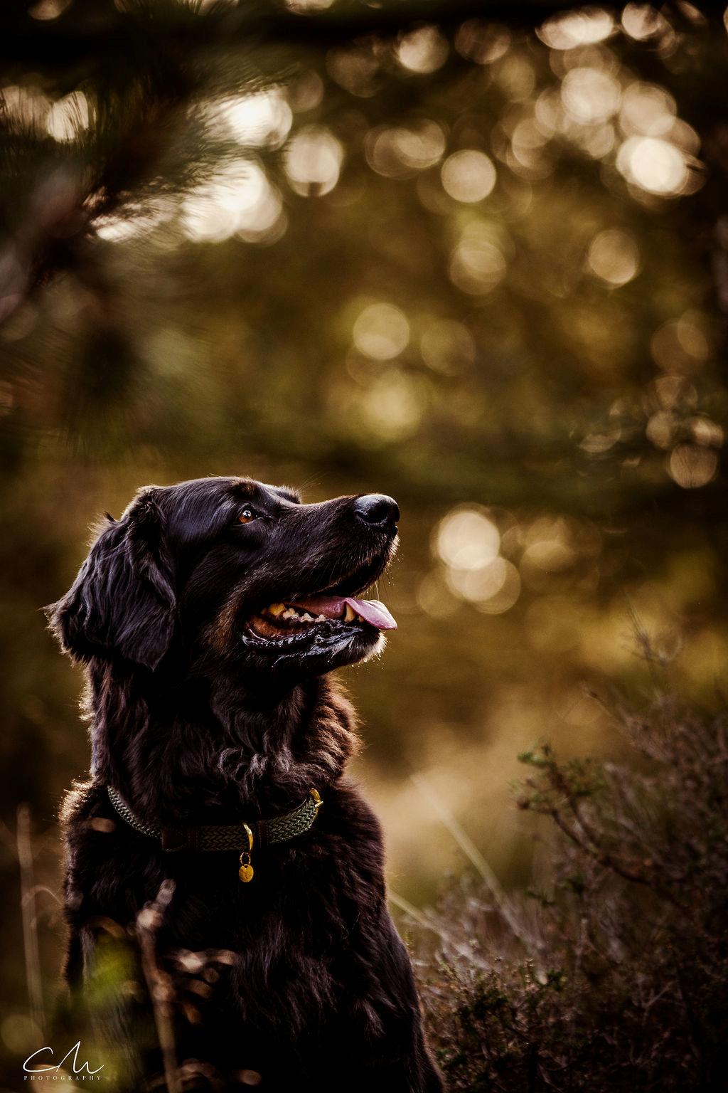 Hovawart Juno billede 1