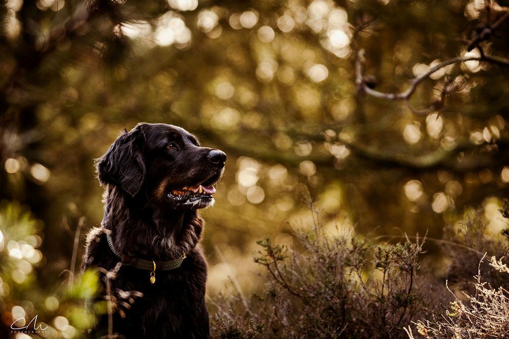 Hovawart Juno billede 32