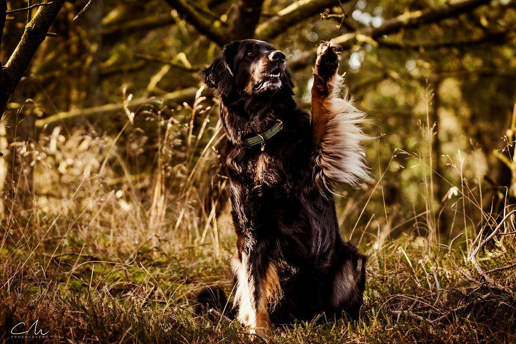 Hovawart Juno billede 33