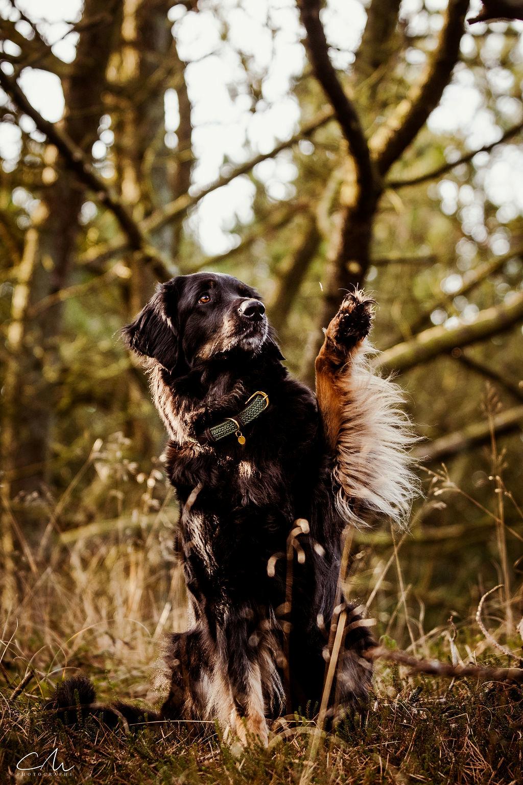 Hovawart Juno billede 10