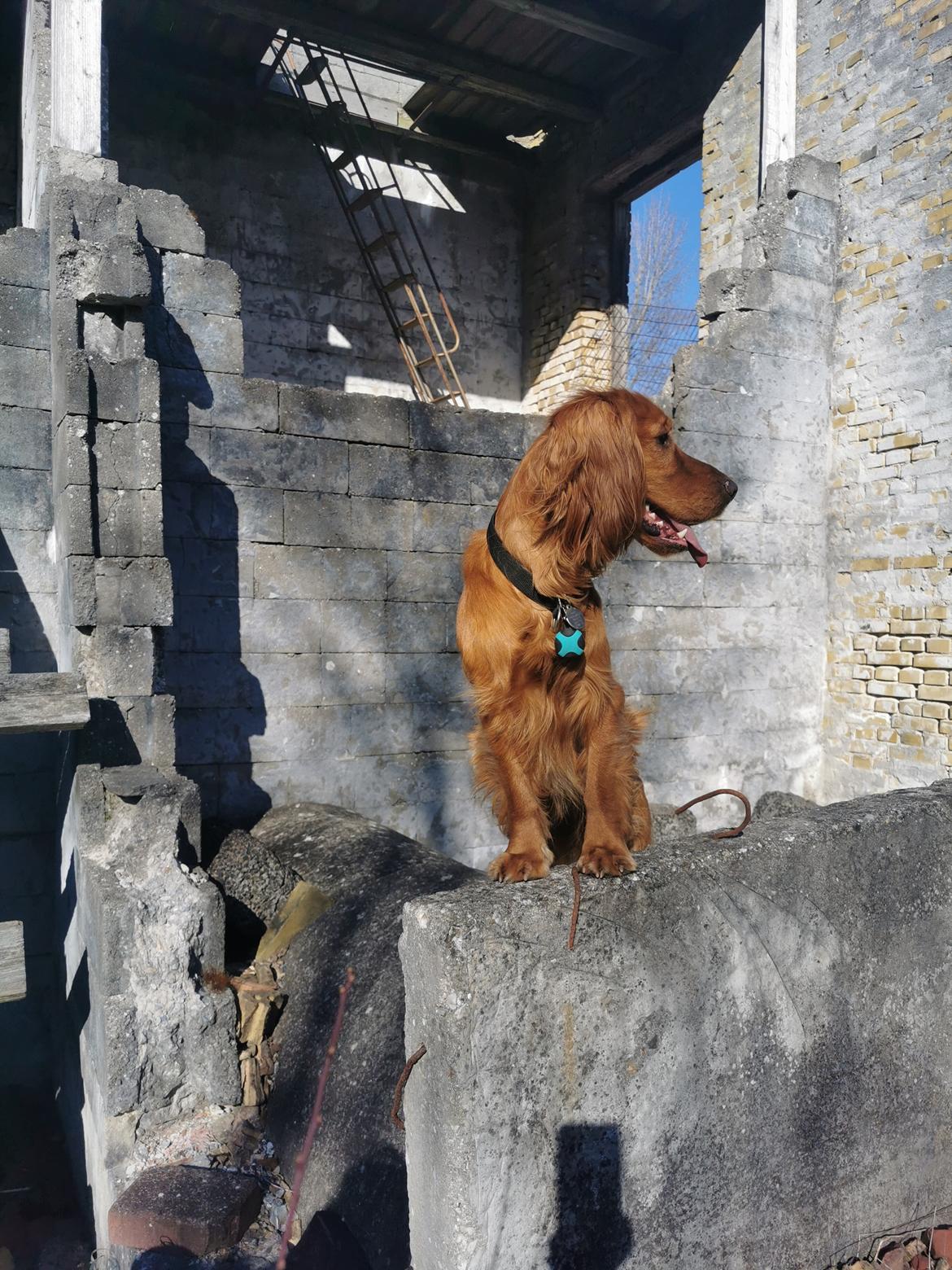 Field Trial Cockerspaniel Kapow  29 juni 2020 - marts 2022 billede 35