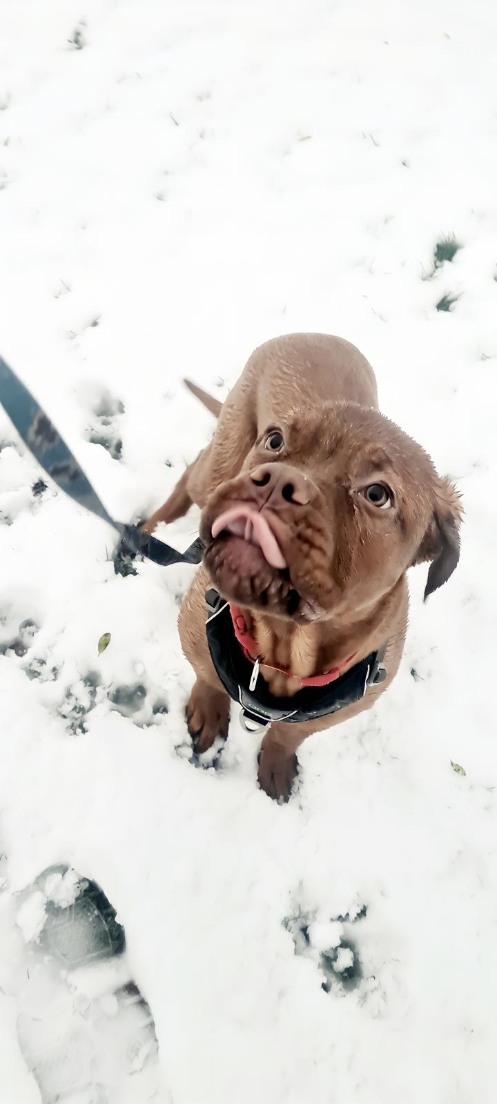 Blanding af racer Dante billede 10