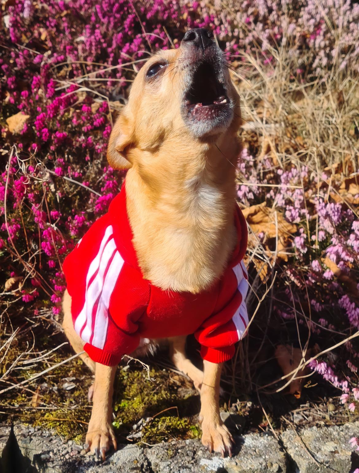 Chihuahua Nenomi<3 billede 19