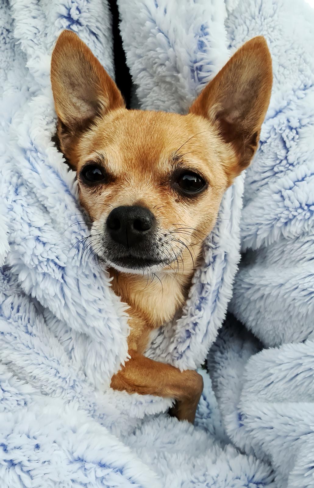 Chihuahua Nenomi<3 billede 21