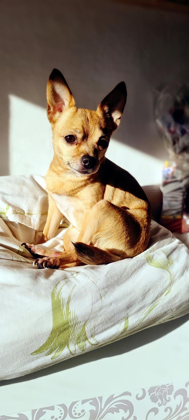 Chihuahua Nenomi<3 billede 22