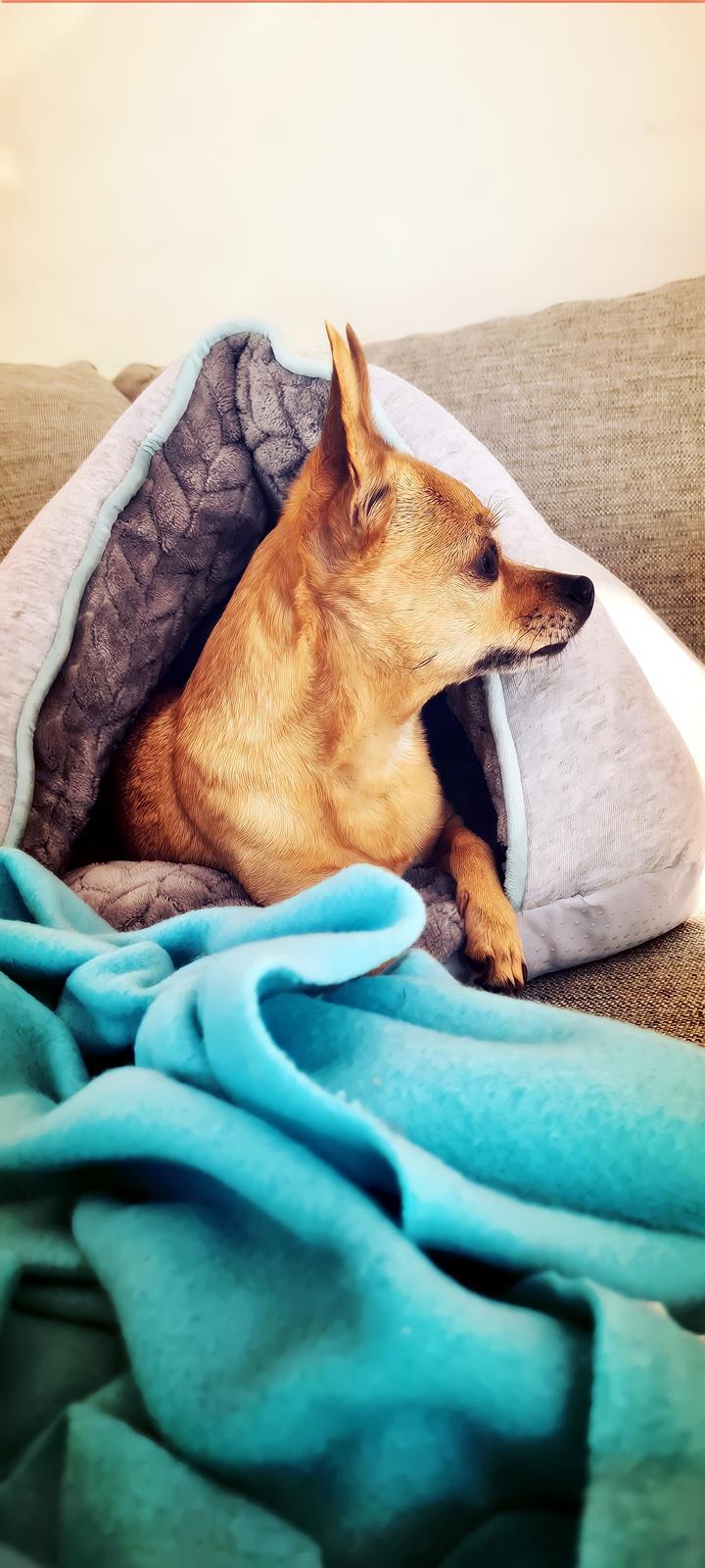 Chihuahua Nenomi<3 billede 20