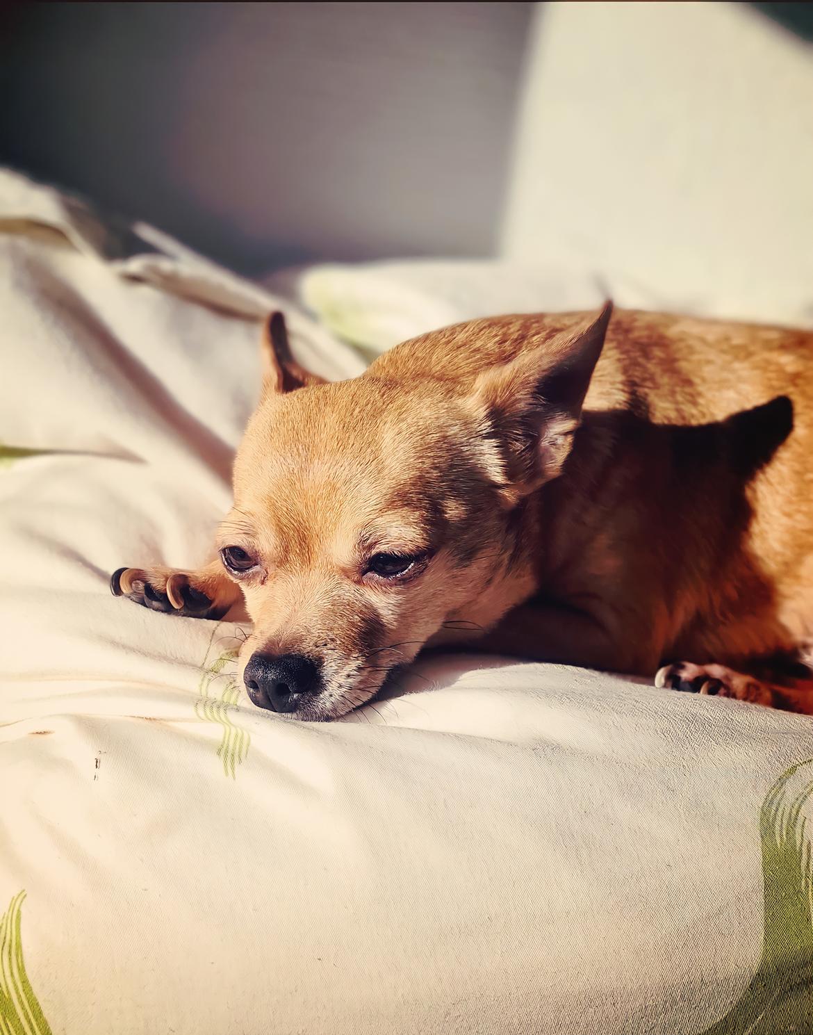 Chihuahua Nenomi<3 billede 24