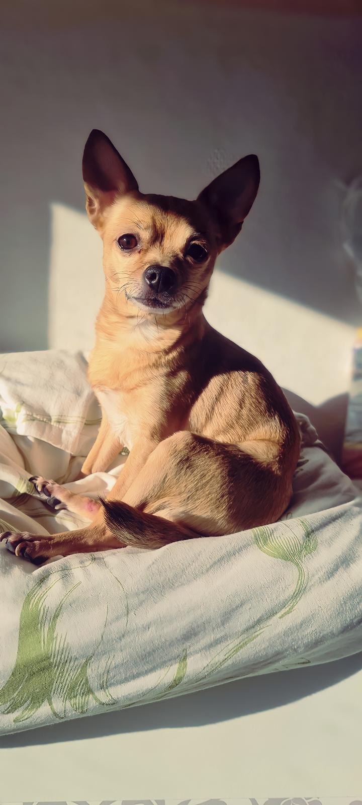 Chihuahua Nenomi<3 billede 23
