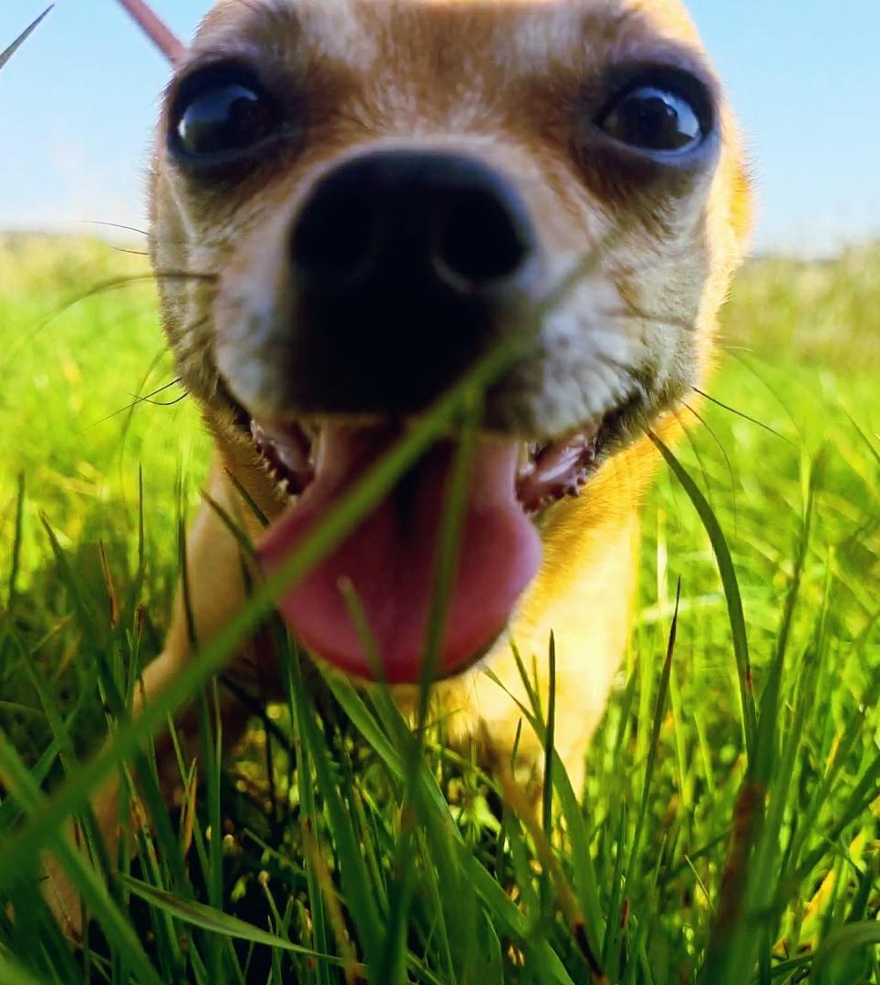 Chihuahua Nenomi<3 billede 25