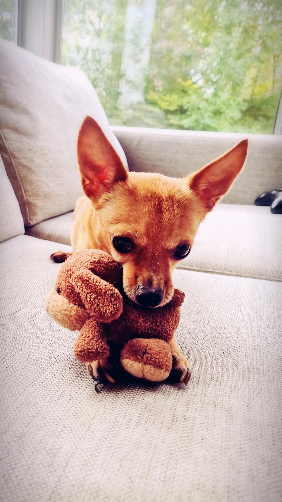 Chihuahua Nenomi<3 billede 26