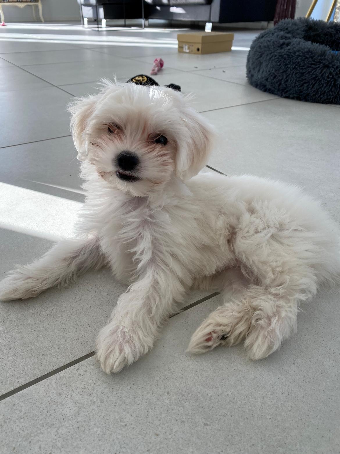 Malteser Elsa billede 1