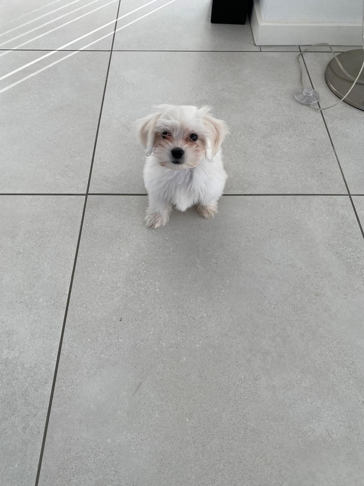 Malteser Elsa billede 5