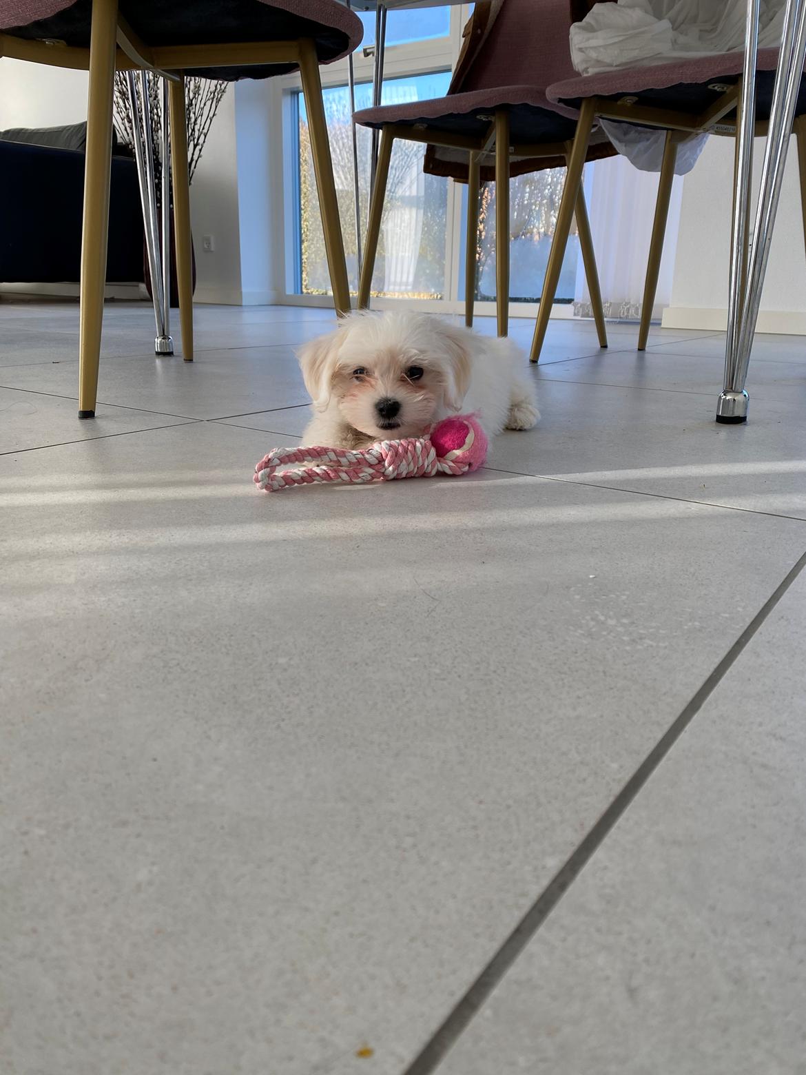 Malteser Elsa billede 6