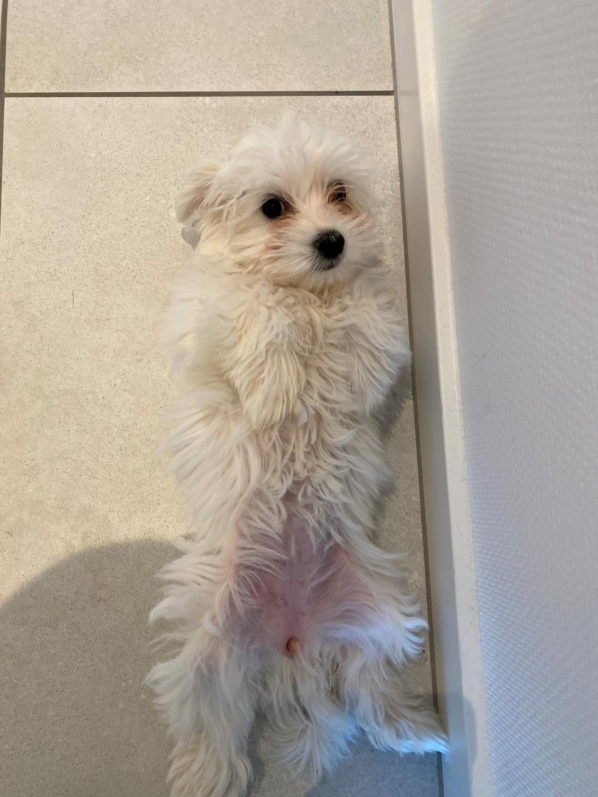 Malteser Elsa billede 7