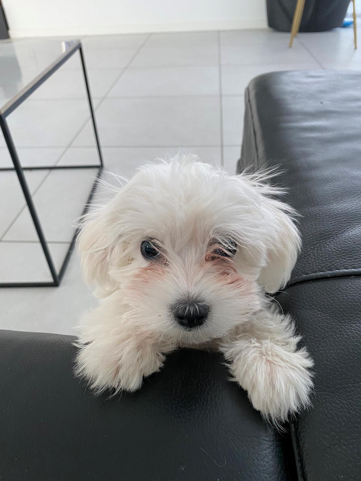 Malteser Elsa billede 2