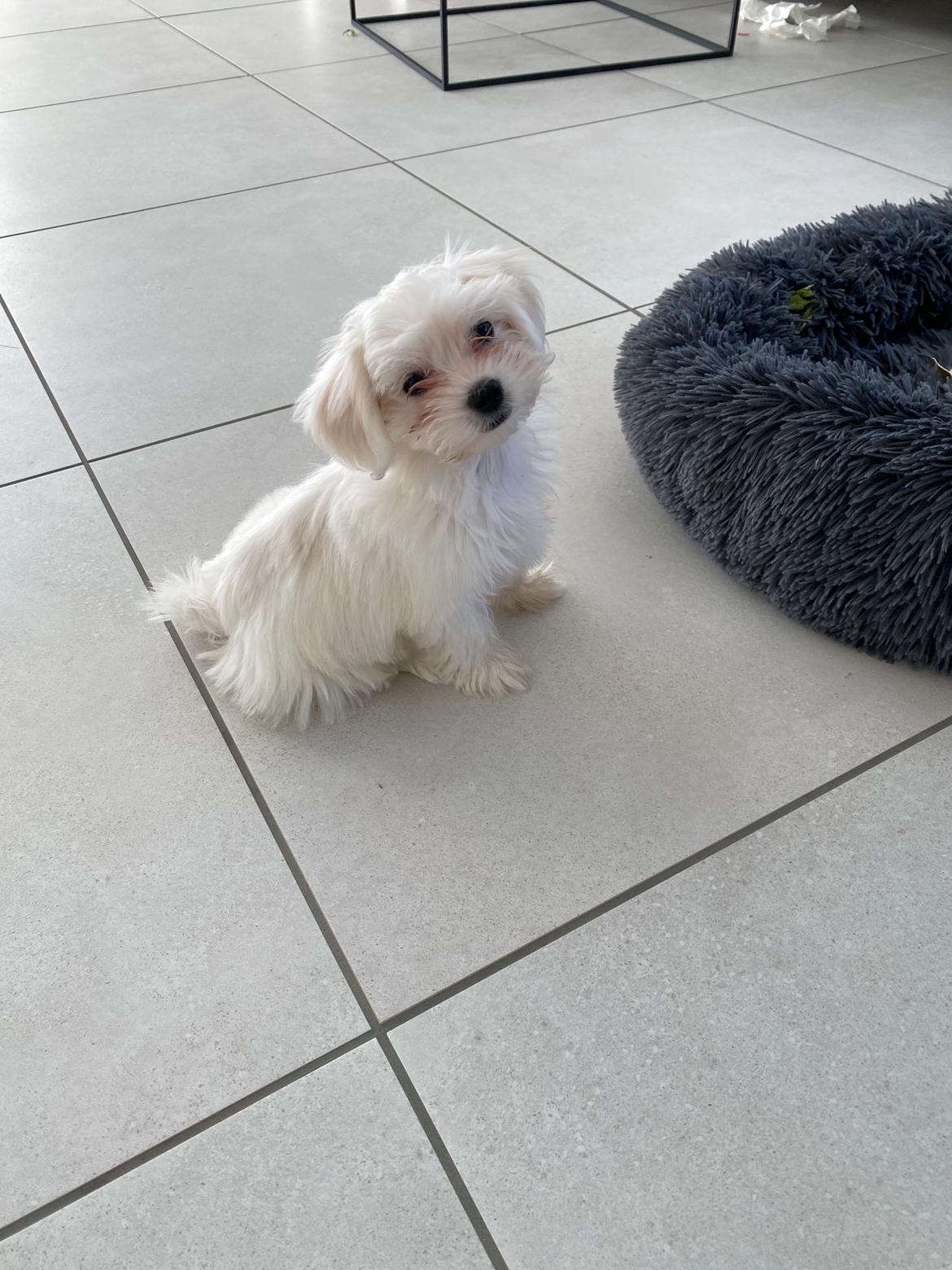 Malteser Elsa billede 3