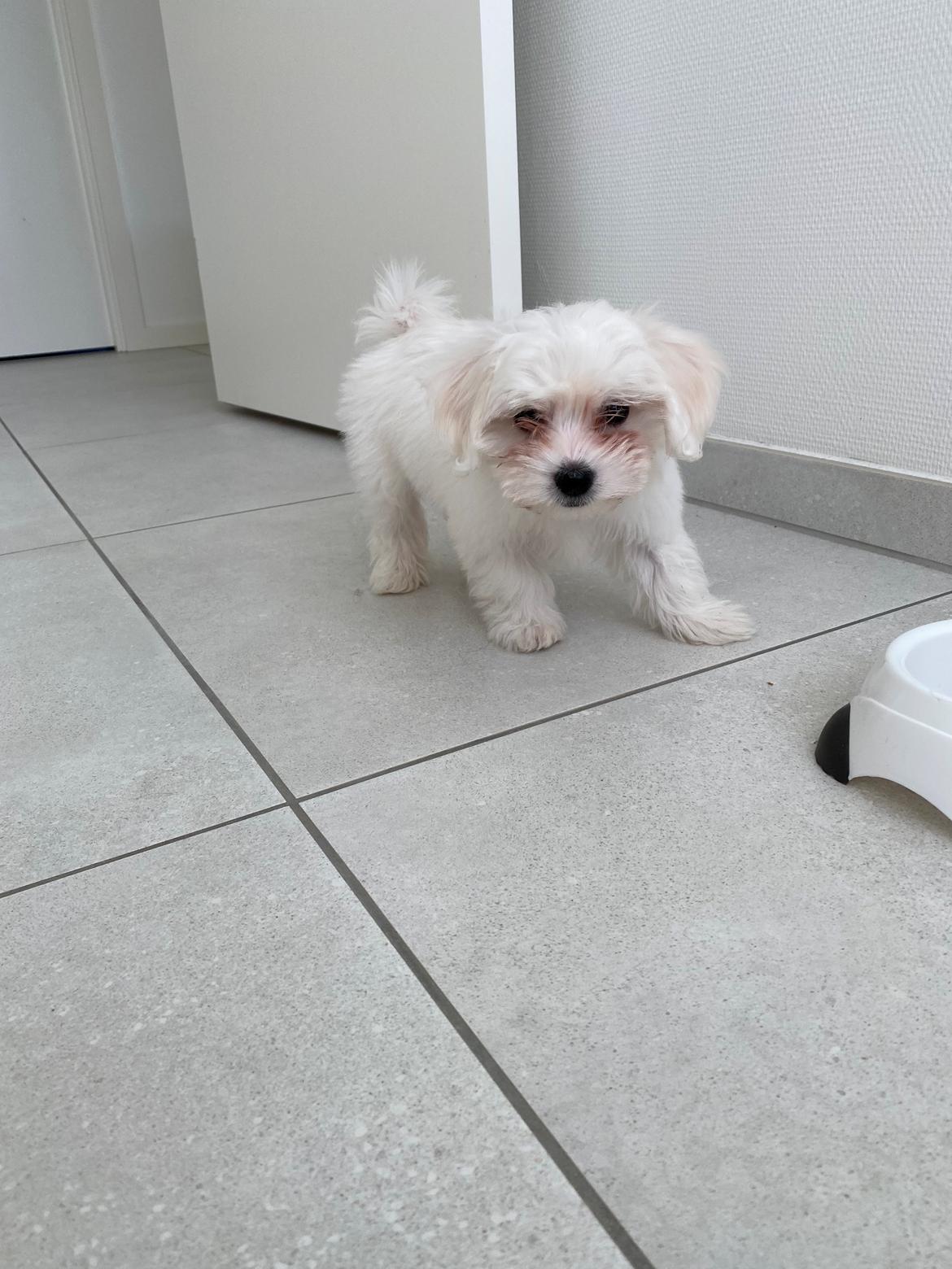 Malteser Elsa billede 4