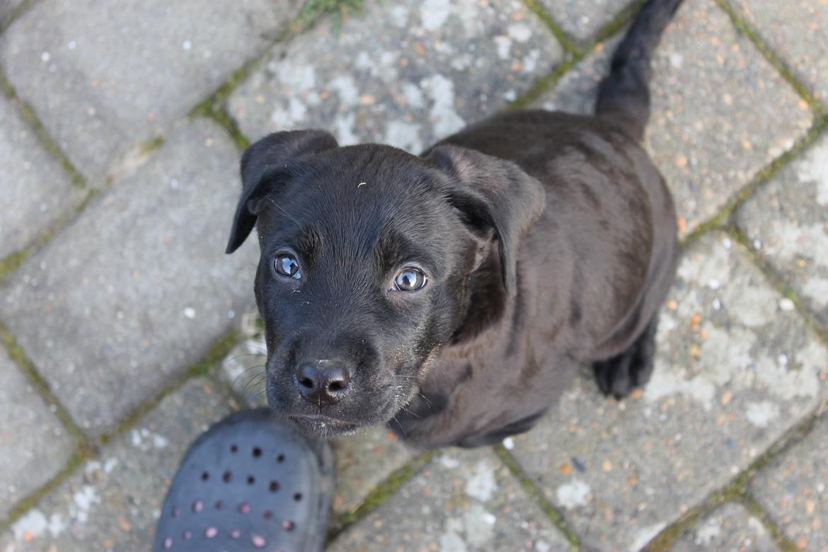 Blanding af racer Topper billede 7