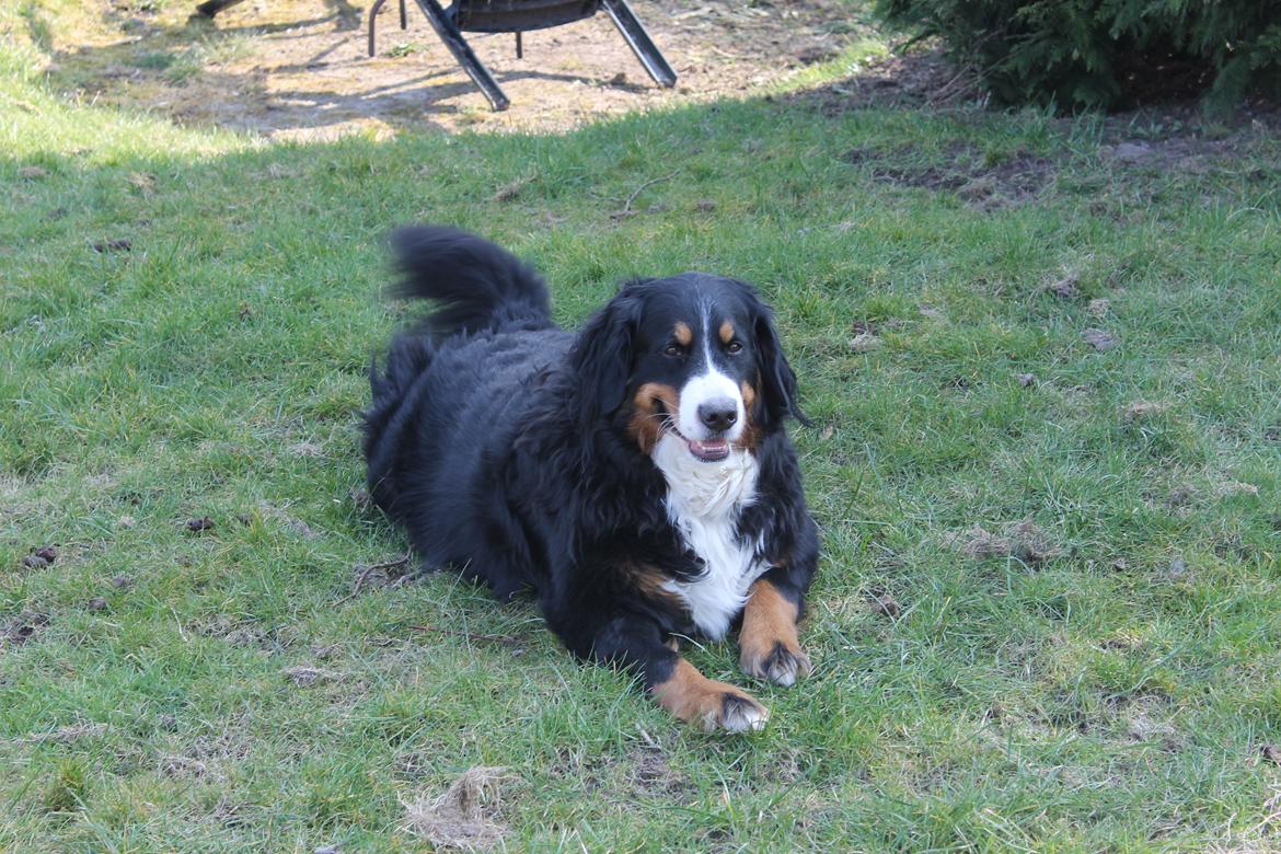 Berner sennenhund Mini billede 3