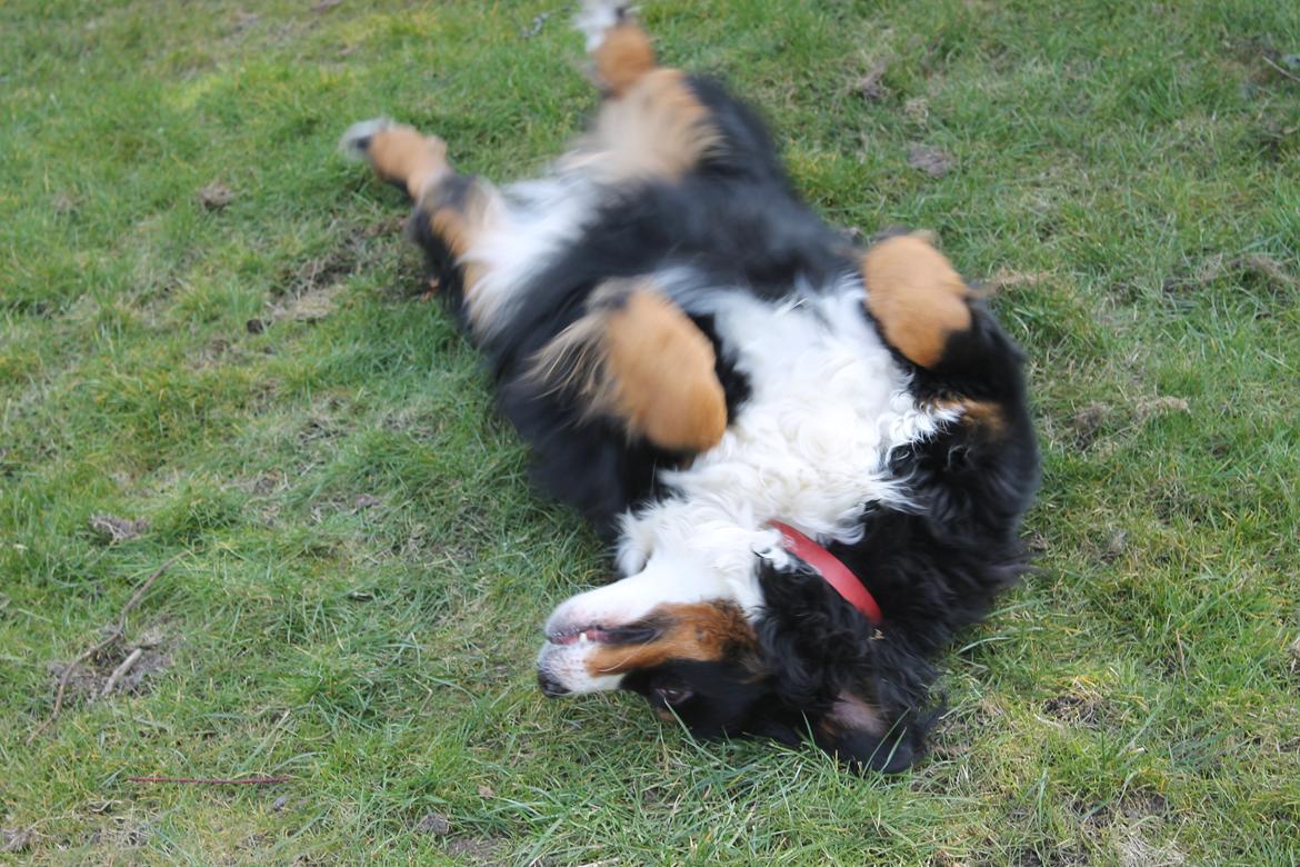 Berner sennenhund Mini billede 5