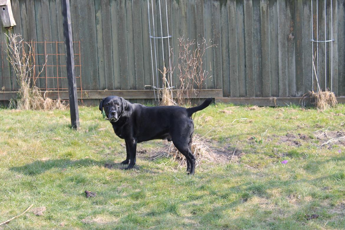 Labrador retriever Obelix billede 2