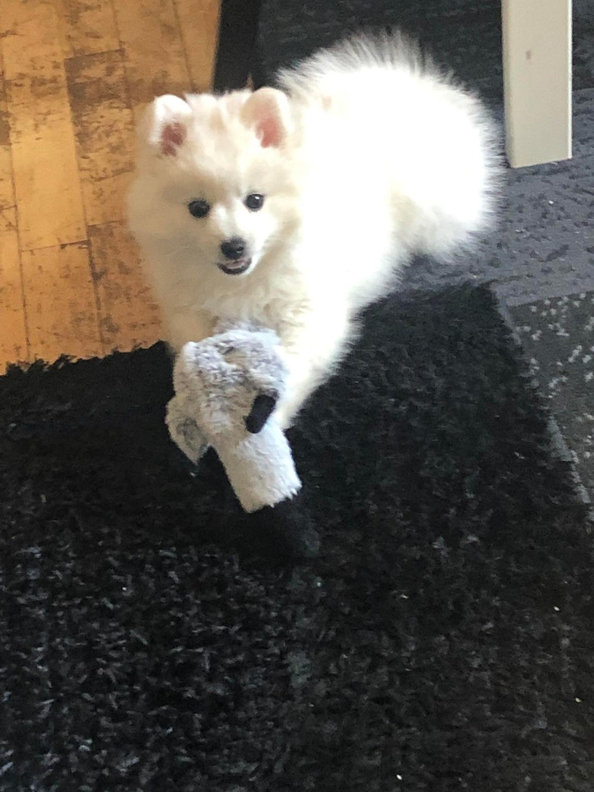 Japansk spids Nala billede 3