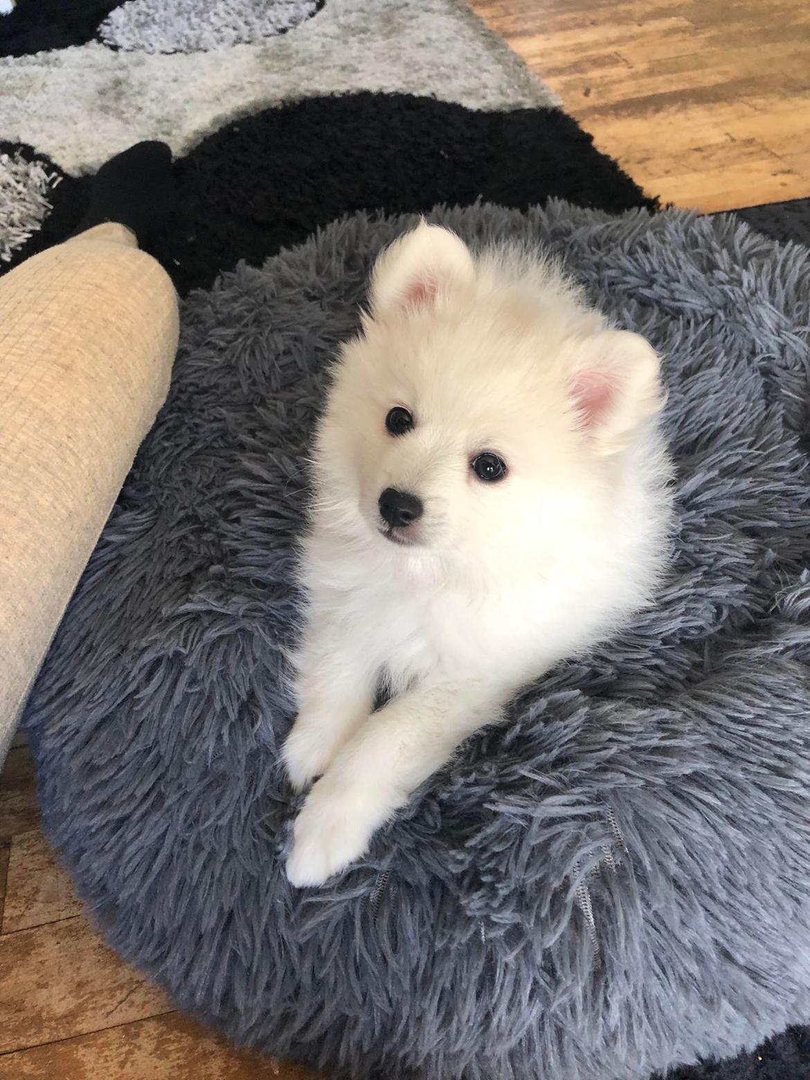 Japansk spids Nala billede 1