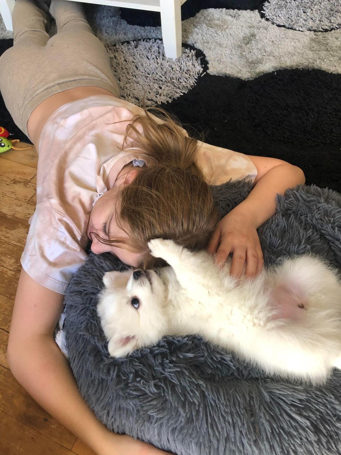 Japansk spids Nala billede 4