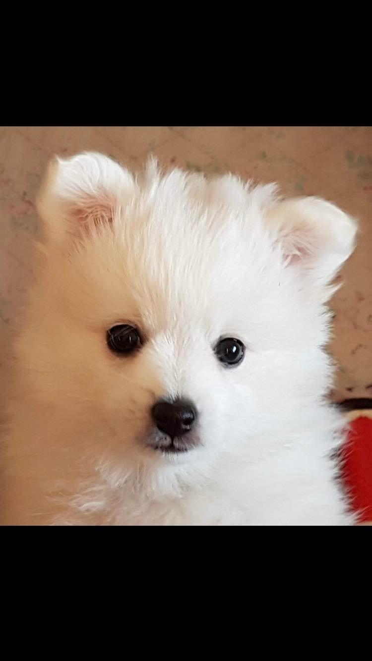 Japansk spids Nala billede 5