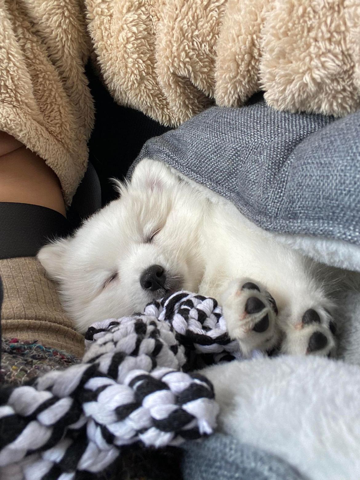 Japansk spids Nala billede 6