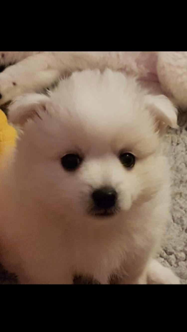 Japansk spids Nala billede 7