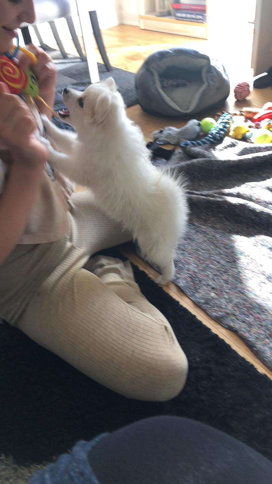 Japansk spids Nala billede 8