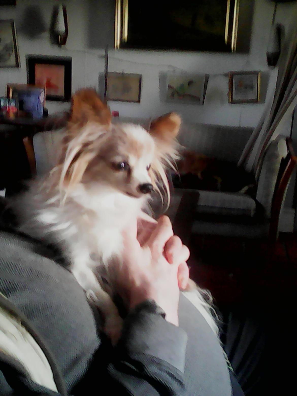 Papillon frøken Tippe billede 5