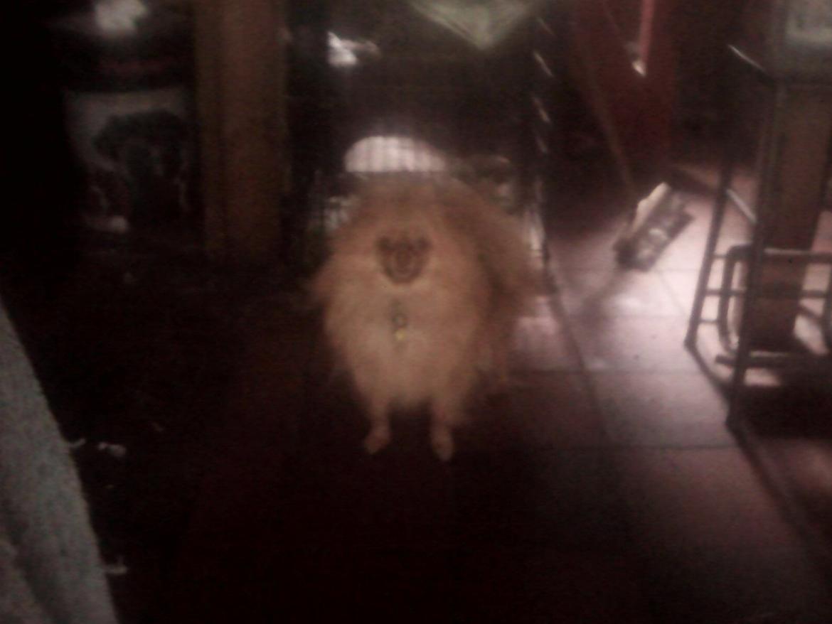 Pomeranian Ide Fix billede 5