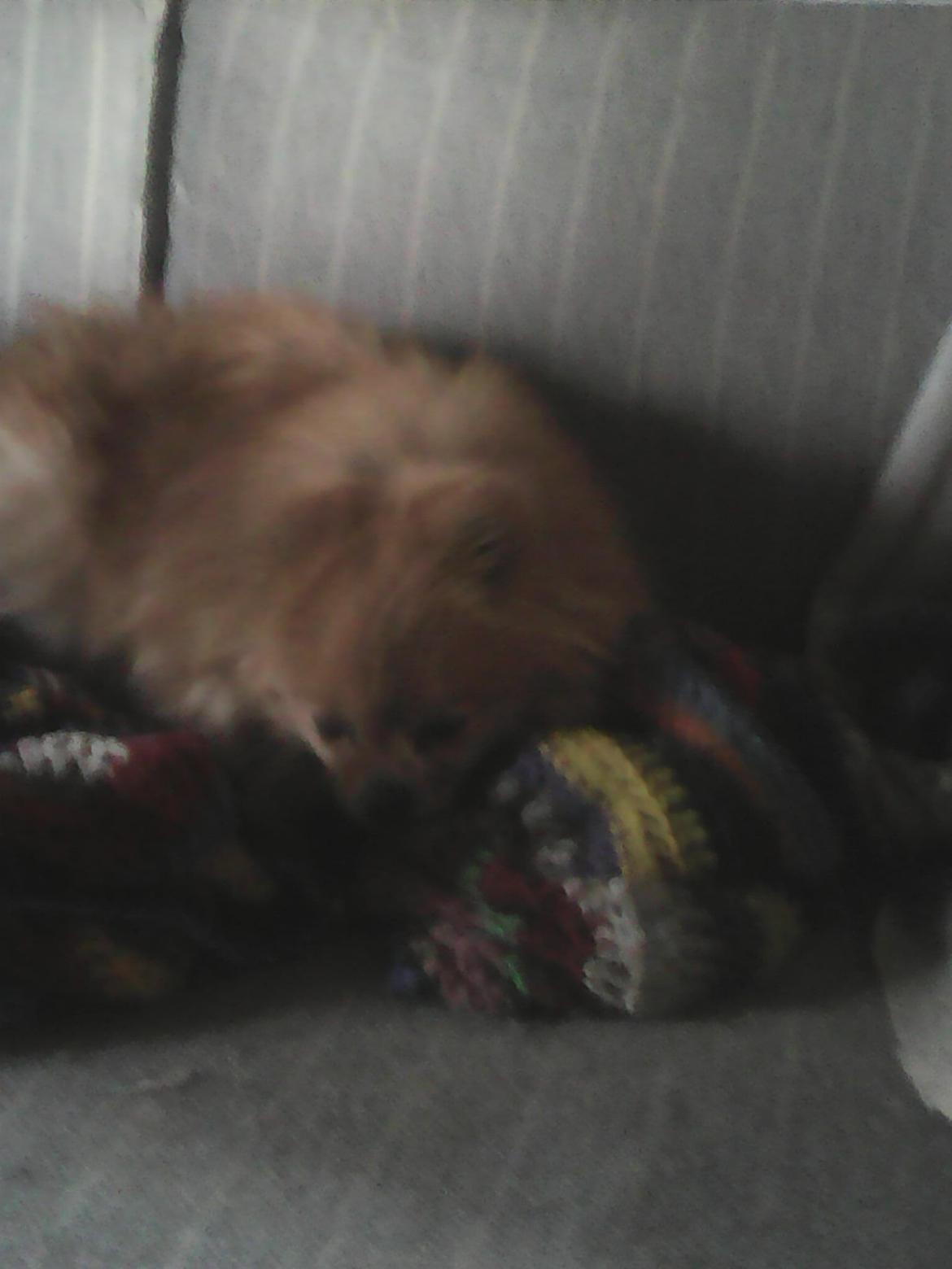 Pomeranian Ide Fix billede 3