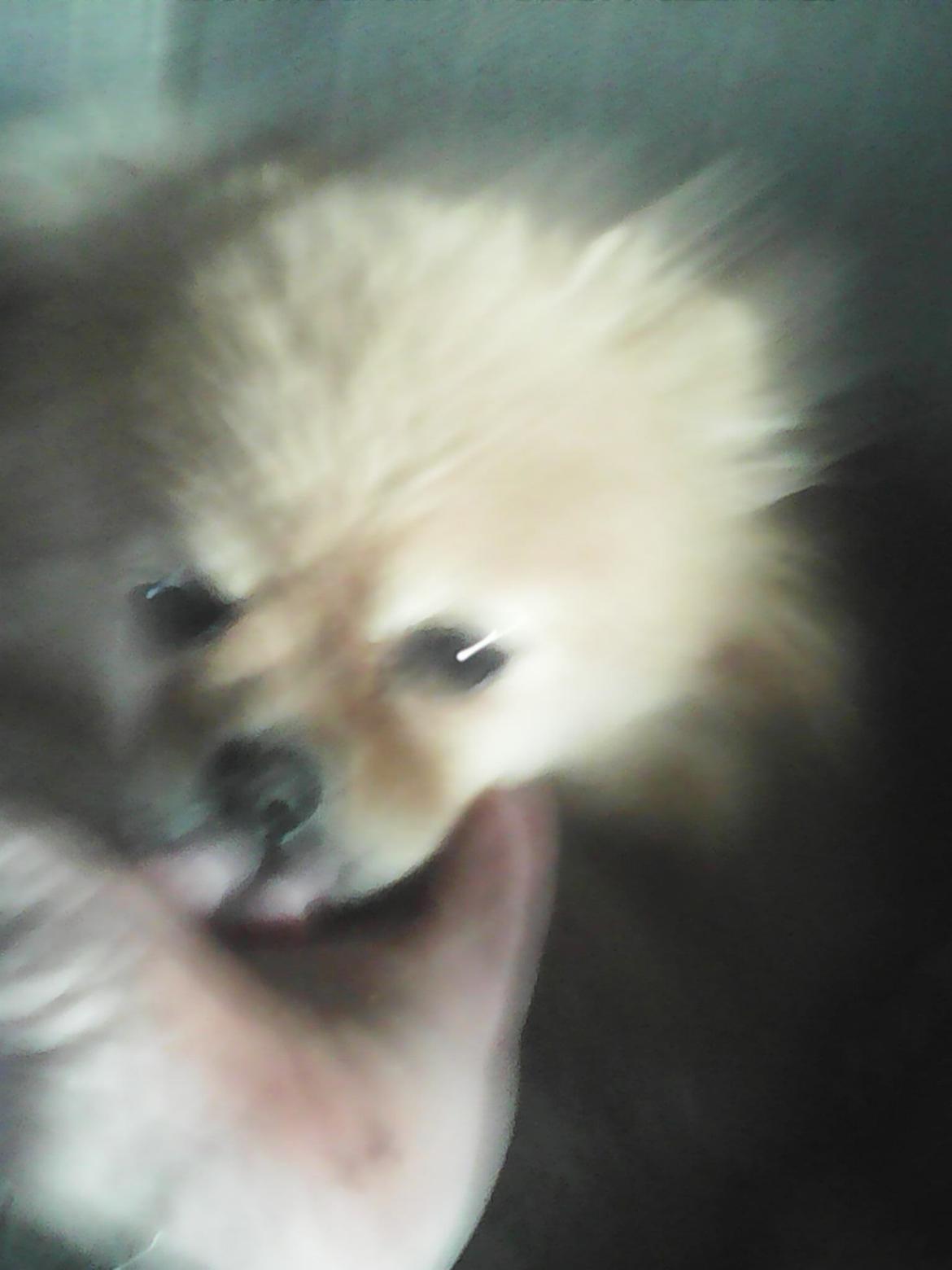 Pomeranian Ide Fix billede 1