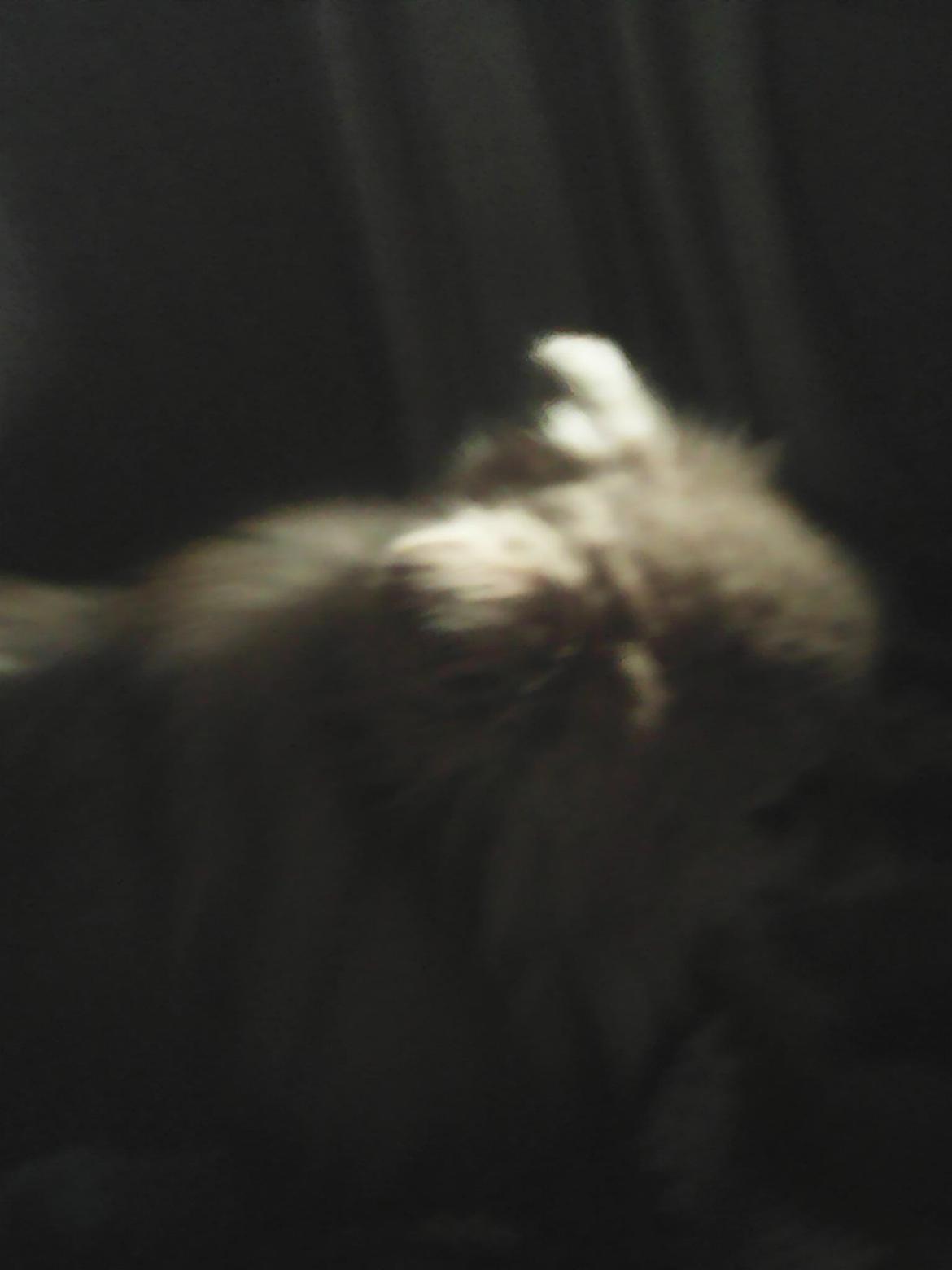 Pomeranian Ide Fix billede 4