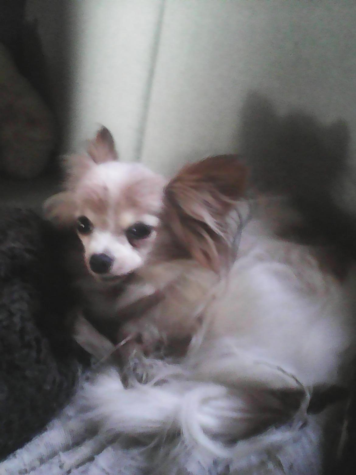 Papillon frøken Tippe billede 4