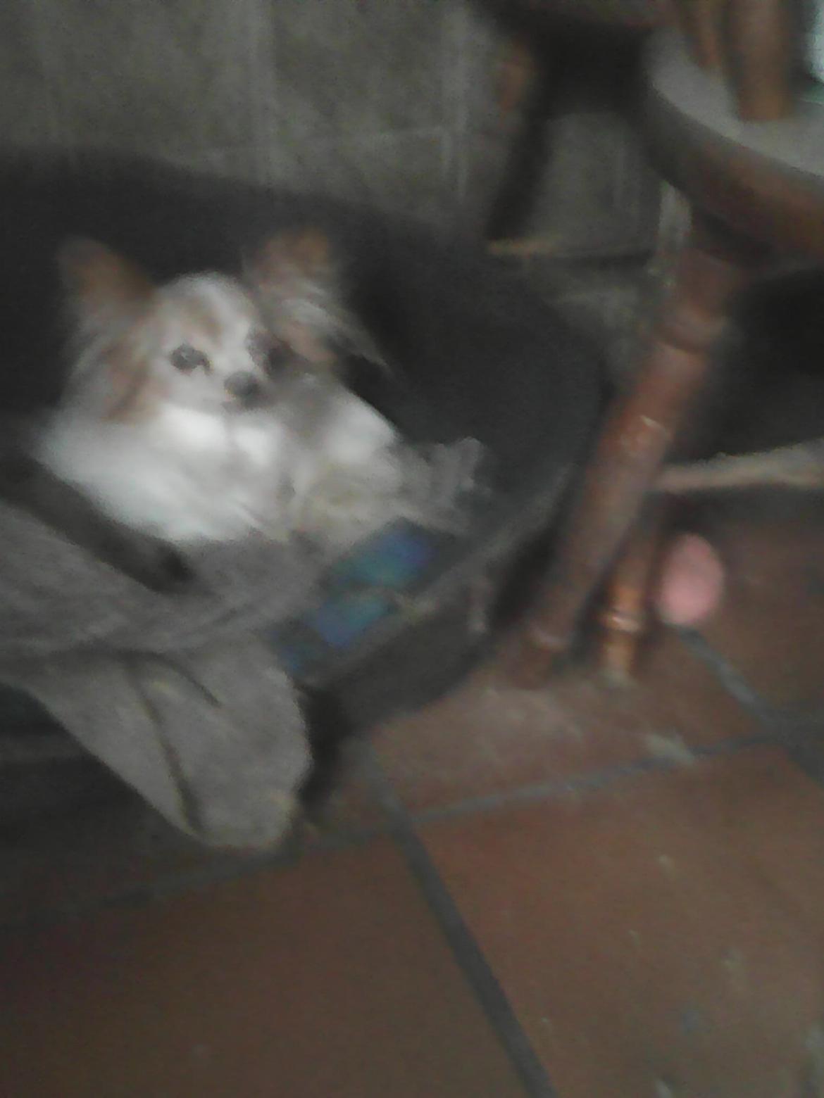 Papillon frøken Tippe billede 8